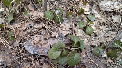 Pyrola minor, photographed by Екатерина Гущина