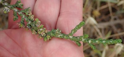Thymelaea hirsuta, photographed by Henrik Kibak