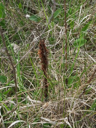 Orobanche elatior, photographed by Jon Jorgensen