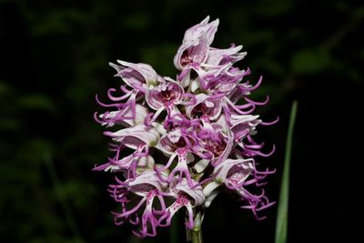 Orchis simia, photographed by Patrick Meurin