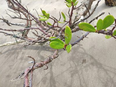 Sonneratia alba, photographed by Augustin Soulard