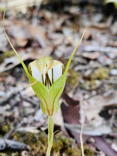Pterostylis ampliata, photographed by John Van Den Nouwelant