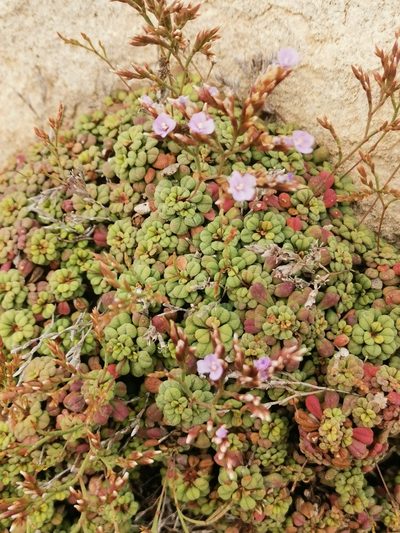 Limonium minutum, photographed by Roland Godon