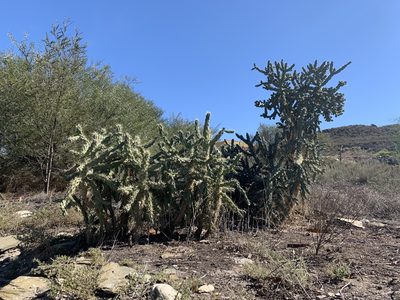 Cylindropuntia fulgida, photographed by Dave Richardson
