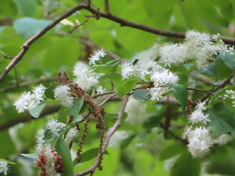 Symplocos sawafutagi, photographed by mami_t_t