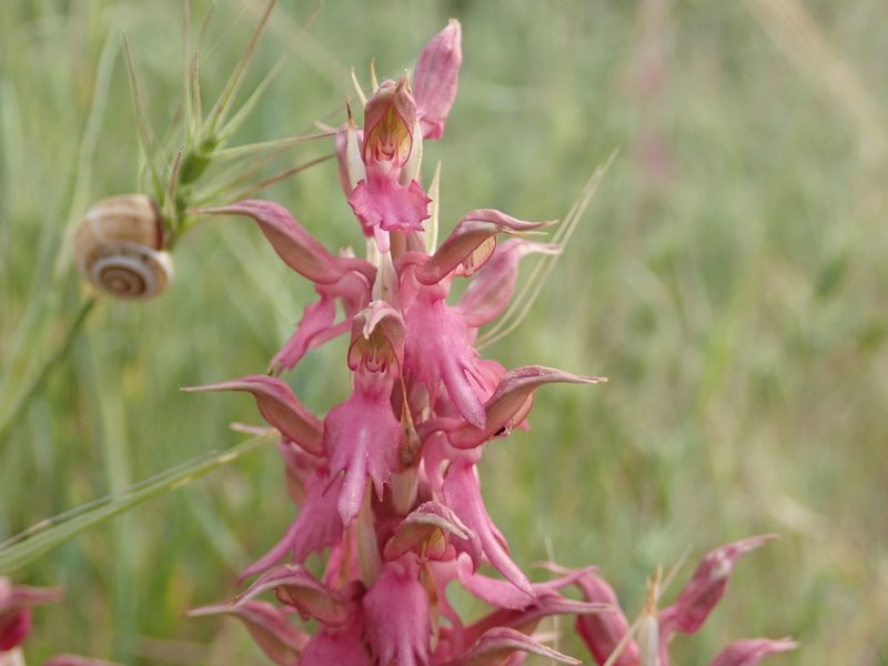 Anacamptis sancta, photographed by Henrik Kibak
