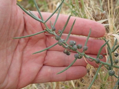 Asparagus horridus, photographed by Henrik Kibak