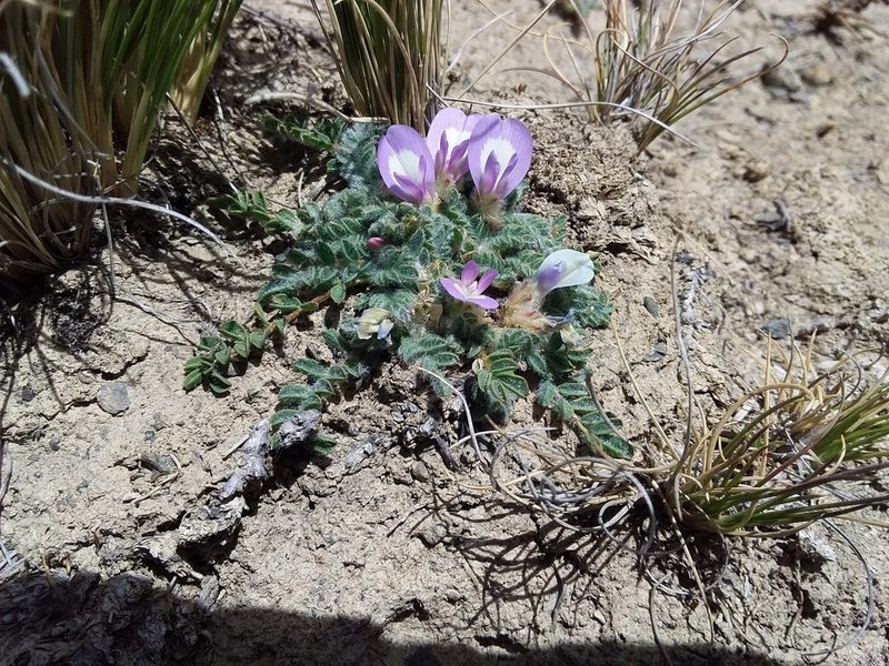 Astragalus pusillus, photographed by Humber Alberto