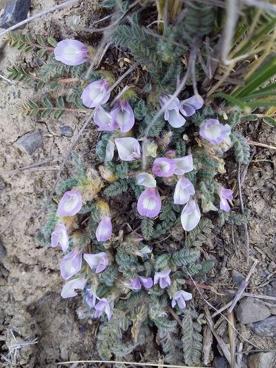Astragalus pusillus, photographed by Humber Alberto