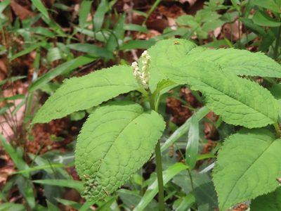 Chloranthus serratus, photographed by mami_t_t