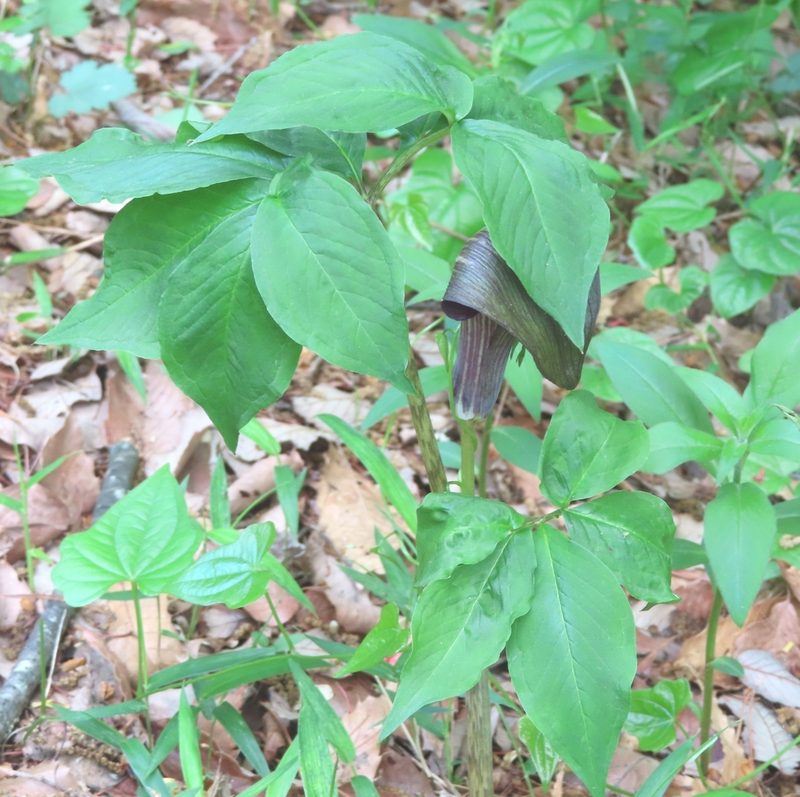 Arisaema serratum, photographed by mami_t_t