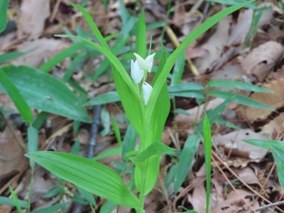 Cephalanthera longibracteata, photographed by mami_t_t