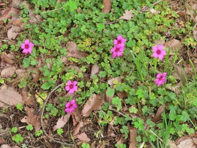 Oxalis brasiliensis, photographed by mami_t_t