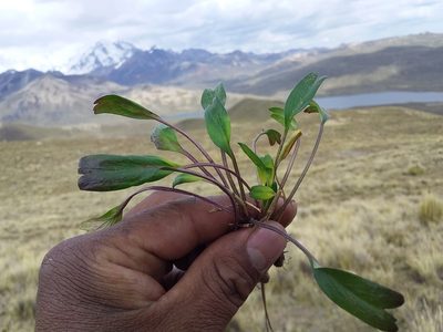 Azorella biloba, photographed by Humber Alberto