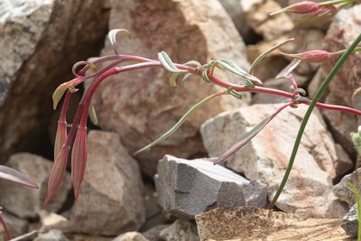 Clarkia breweri, photographed by Pinnacles National Park