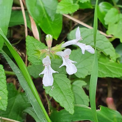 Stachys aethiopica, photographed by Corli du Toit Smith