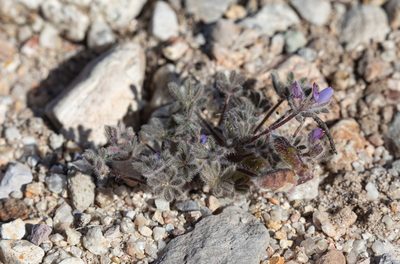Lupinus concinnus, photographed by Pinnacles National Park