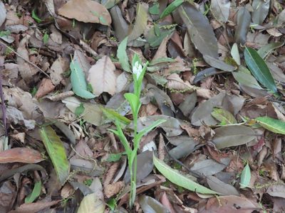 Cephalanthera erecta, photographed by mami_t_t