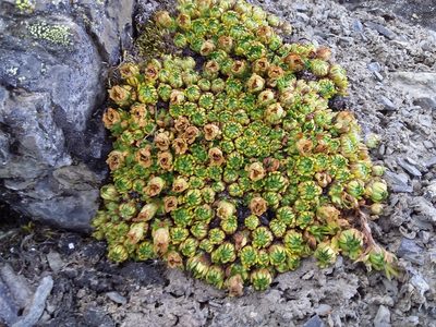 Saxifraga magellanica, photographed by Humber Alberto