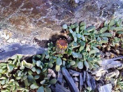 Senecio algens, photographed by Humber Alberto