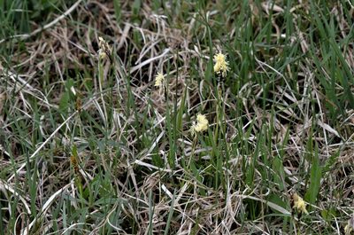 Carex caryophyllea, photographed by E. A.