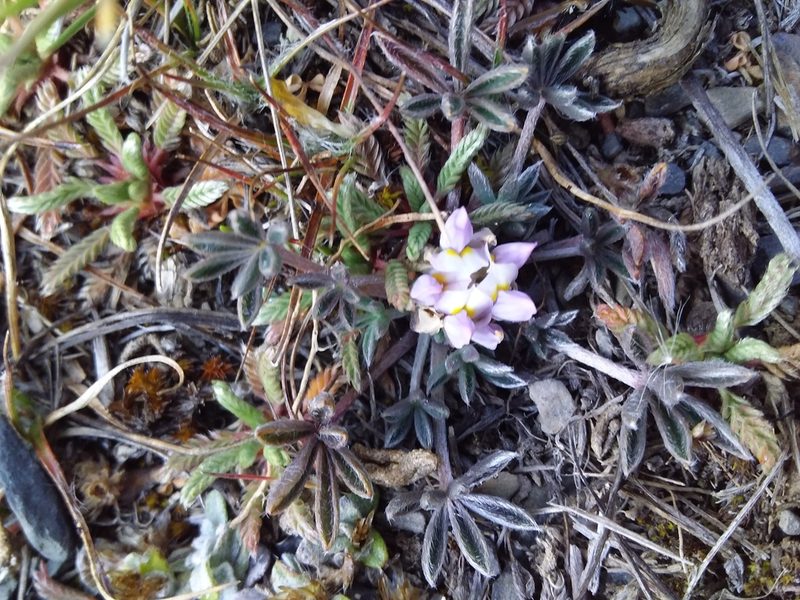 Lupinus conicus, photographed by Humber Alberto