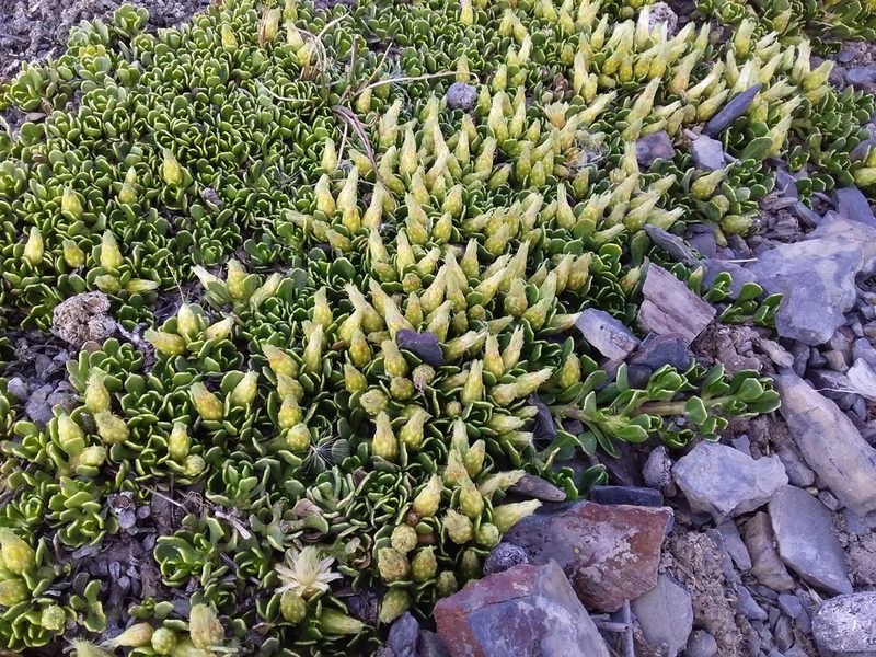 Baccharis caespitosa, photographed by Humber Alberto