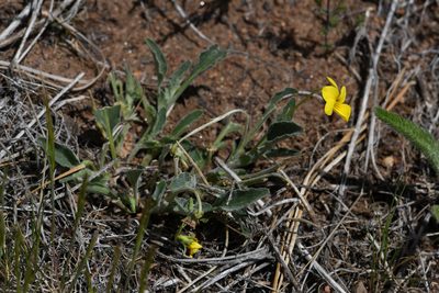 Viola pinetorum, photographed by Trevor Van Loon