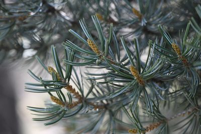 Pinus quadrifolia, photographed by Trevor Van Loon