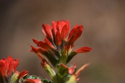 Castilleja martini, photographed by Trevor Van Loon