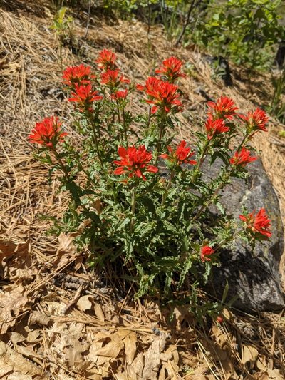 Castilleja martini, photographed by Trevor Van Loon