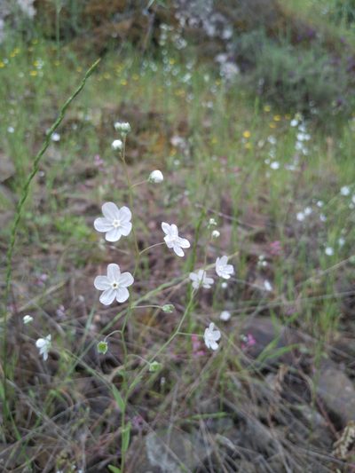 Iberodes linifolia, photographed by Diego Nieto Lugilde