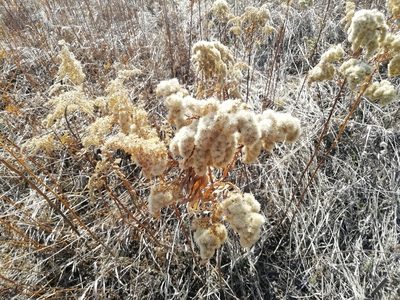 Solidago gigantea, photographed by Олег Кудров