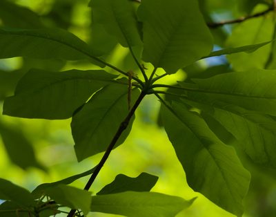 Magnolia fraseri, photographed by Mark Connolly
