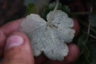 Heuchera brevistaminea, photographed by Trevor Van Loon