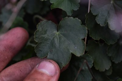 Heuchera brevistaminea, photographed by Trevor Van Loon