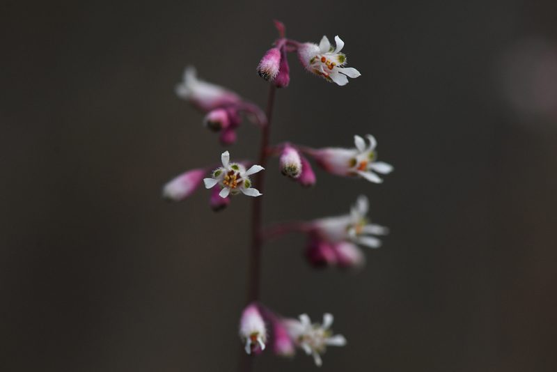 Heuchera brevistaminea, photographed by Trevor Van Loon