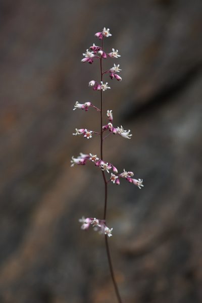 Heuchera brevistaminea, photographed by Trevor Van Loon