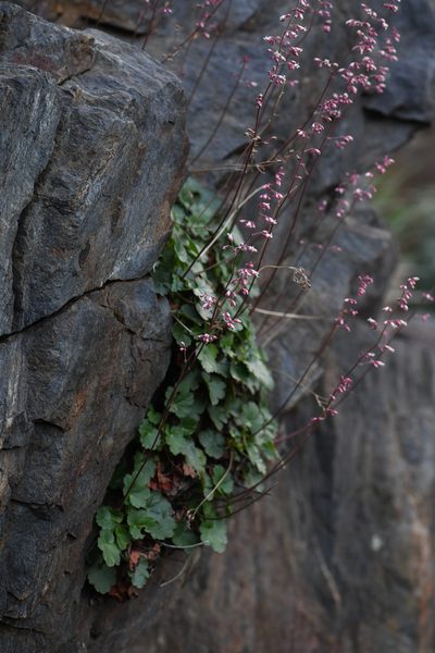 Heuchera brevistaminea, photographed by Trevor Van Loon