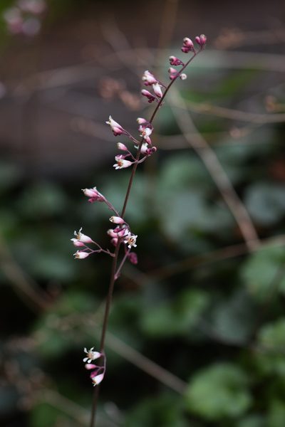 Heuchera brevistaminea, photographed by Trevor Van Loon