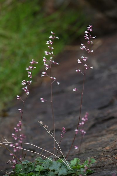 Heuchera brevistaminea, photographed by Trevor Van Loon