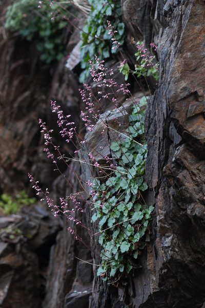 Heuchera brevistaminea, photographed by Trevor Van Loon