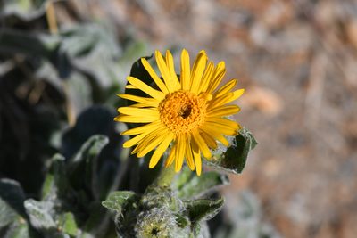 Hulsea californica, photographed by Trevor Van Loon