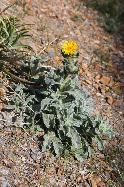 Hulsea californica, photographed by Trevor Van Loon