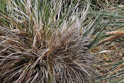 Poa flabellata, photographed by Hugo Hulsberg