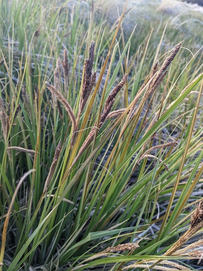 Carex senta, photographed by Trevor Van Loon