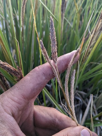 Carex senta, photographed by Trevor Van Loon