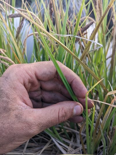 Carex senta, photographed by Trevor Van Loon