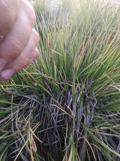 Carex senta, photographed by Trevor Van Loon
