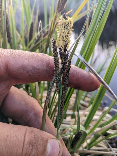Carex senta, photographed by Trevor Van Loon